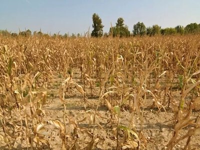 В Україні стрімко посилюється ґрунтова засуха