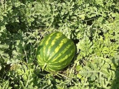 Чим підживити кавуни у липні для гарного врожаю