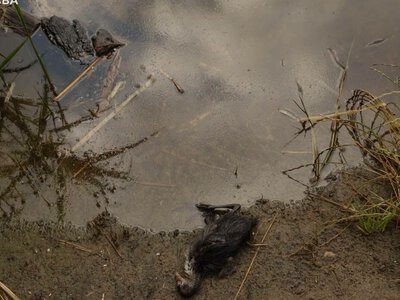 Гине риба, птахи та комахи. Рятувальники намагаються очистити озеро в Києві від палива після російського прильоту