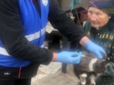 На Закарпатті виявили скаженого кота: у селі проводять безкоштовні щеплення