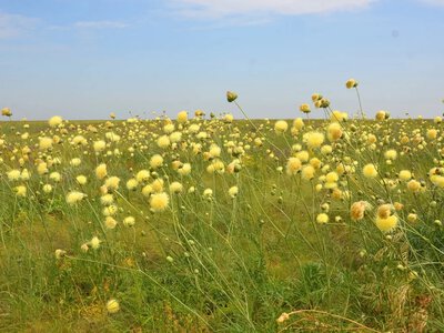 На відновлення степу в «Асканії-Новій» після пожежі можуть знадобитися понад 10 років