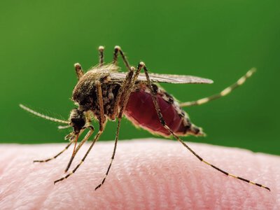 Комарі не переносять ВІЛ і гепатит: учений пояснив, у чому секрет