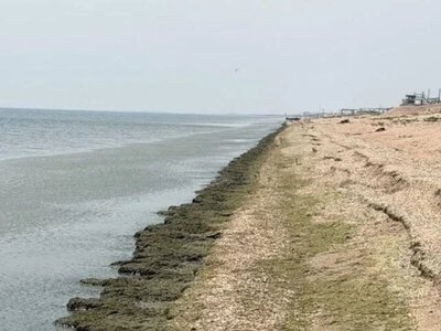 “Зайти у воду фізично неможливо”: пляжі в окупованому Генічеську перетворилися на місиво з водоростей та медуз (фото) - Херсон Daily