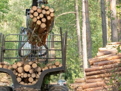 Підозрілі угоди на сотні мільйонів: аудит виявив проблемні контракти у «Лісах України»