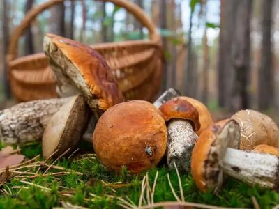 Календар грибника на 6-12 липня підкаже найкращі дні для збору лісового врожаю