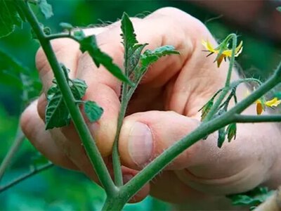Календар городника на 6-12 липня за фазами Місяця