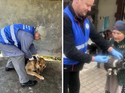На Мукачівщині зафіксували сказ у домашньої кішки