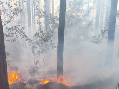 З початку місяця на Сумщині через агресію рф тричі горіли ліси