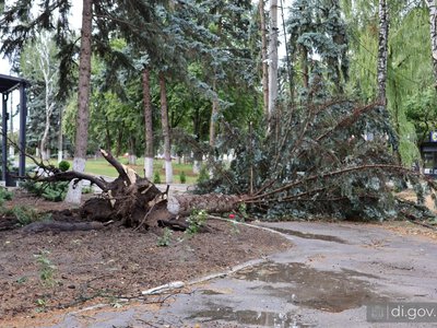 Буревій на Дергачівщині: впали дерева, зникло світло, проблеми з інтернетом