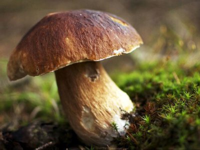 Гриби чистити не треба: мешканець Рівненщини поділився результатами походу до лісу (ФОТО)