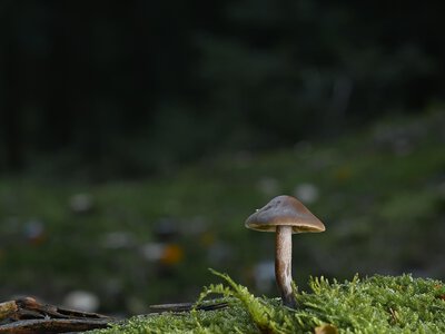Китай виростив ліс посеред пустелі: вчені здивувалися, як швидко ростуть дерева