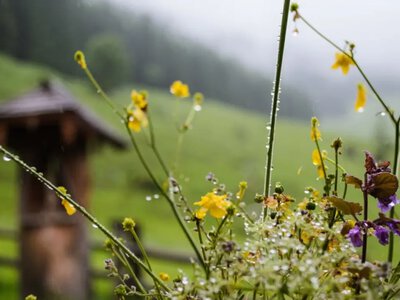 Погода 7 липня: в Україну йдуть дощі, вітер та похолодання 