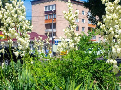 У Дубні розквітла екзотична юка: місто прикрасили королівські білі суцвіття