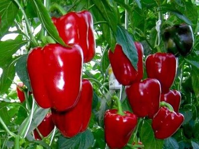 Агрономи пояснили, чому перець перестає рости посеред літа