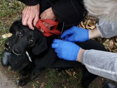 На Львівщині безкоштовно вакцинуватимуть домашніх тварин від сказу