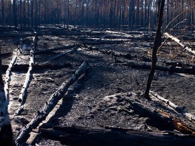 У Чорнобильському заповіднику повідомили, що локалізували всі осередки пожеж