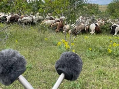 Звуки степу окупованої Асканії-Нова стануть частиною нової виставки
