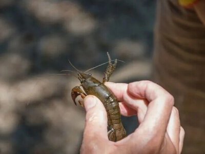 Не доросли до вилову: на Павлоградщині у браконьєра вилучили 44 раки