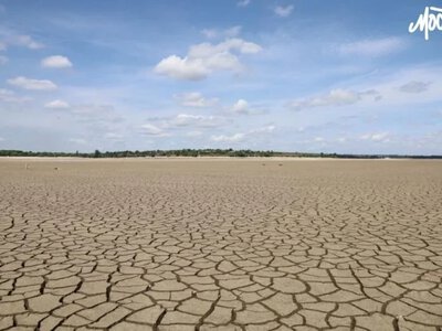 На території колишнього Каховського водосховища помітили зграю диких пеліканів - Херсон Daily