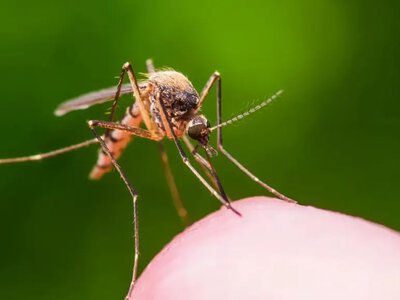 Магніт для комарів: які 3 приховані ознаки змушують комах кусати саме вас
