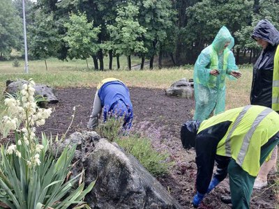У Рівному комунальники обрізають зламані дерева