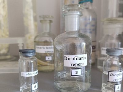 Паразит під шкірою і навіть в оці: на Миколаївщині зареєстрували 77 випадків захворювання