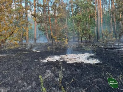 У Великобагачанському лісництві після ворожого обстрілу горів ліс