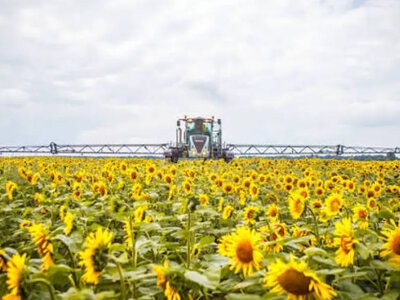 Увага, пасічники: на Дубенщині проводитимуть обробіток посівів соняшнику