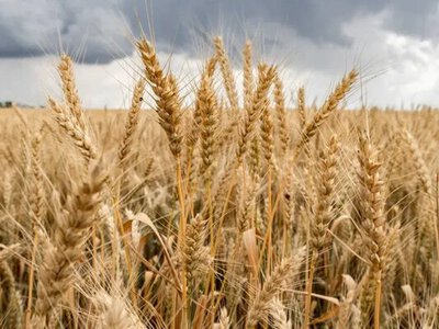 Аграрії Херсонщини намолотили понад 35 тисяч тонн зерна