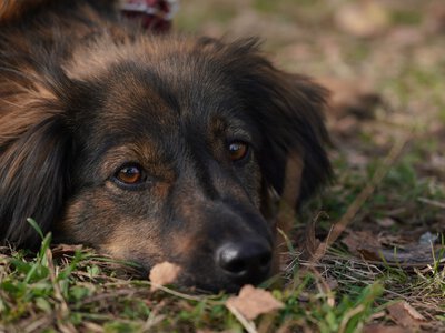 Чому не можна гладити собаку без її дозволу: поради кінологів