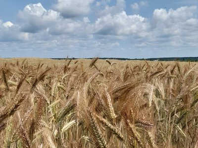 Погода на Львівщині: дощі зміцнили посіви зернових