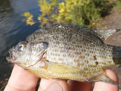 Окунь-піранья захоплює водойми Києва: що відомо про цю дивну рибу?