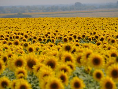Ціни на соняшник в Україні знижуються на тлі початку сезону переробки ріпаку