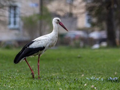 Бердичів згадує: кохання під крилами лелеки