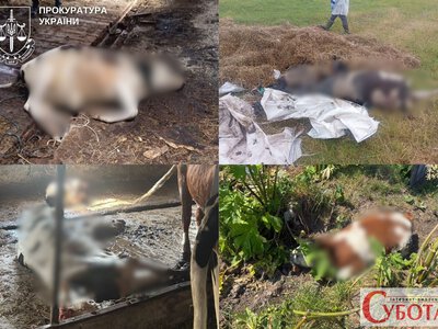 Понад 50 голів худоби і мільйон збитків: директору держпідприємства на Звягельщині оголосили підозру