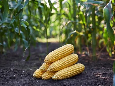 Україна може втратити 20% врожаю кукурудзи