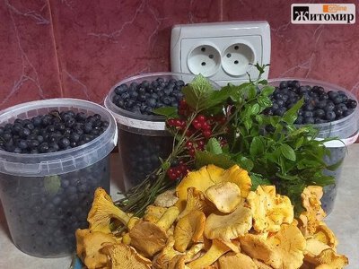 Після дощів у лісах Коростенського району з’явилися лисички. ФОТО