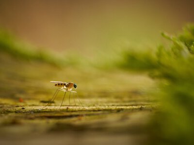 Котяча м’ята проти комарів: новий лосьйон виявився не гіршим за DEET