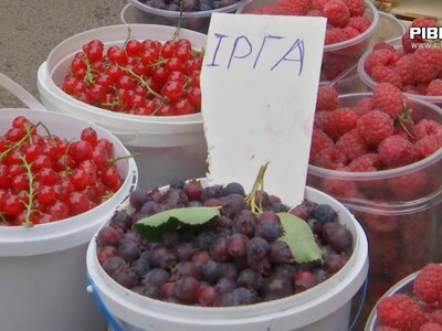 Вітаміни з прилавка: скільки коштують агрус, смородина, малина та кукурудза на ринку в Рівному (ВІДЕО)
