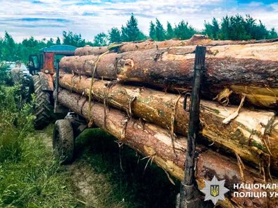 На Рівненщині викрили чоловіка, який незаконно зрубав сосни та перевозив їх трактором