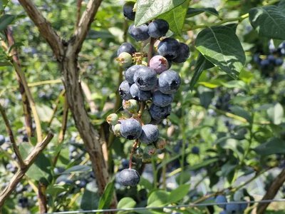 Збір лохини на Закарпатті: продуктивність працівників