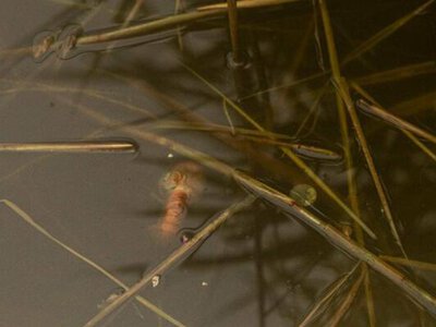 Вода під загрозою: у Києві шостий день ліквідовують наслідки забруднення