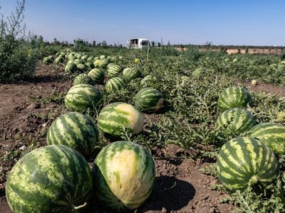  На окупованому лівобережжі Херсонщини неможливо оцінити стан баштанів — експерт 