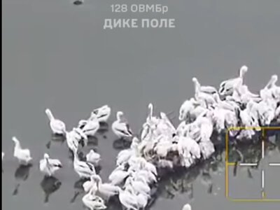 Пелікани повертаються: військові показали зграю птахів над територією колишнього Каховського водосховища