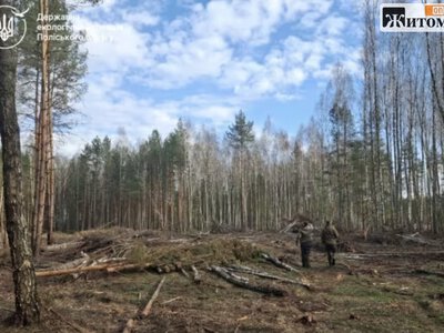На Овруччині ДП «Ліси України» програло апеляцію за гори тирси у лісі