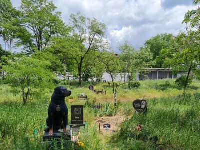 Створення кладовища для домашніх тварин у Франківську наразі не розглядається, — заступник мера Михайло Смушак