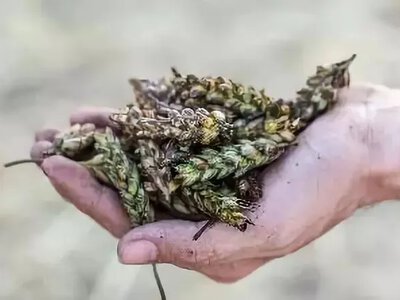 На Херсонщині вогонь знищив 5 тисяч гектарів зернових
