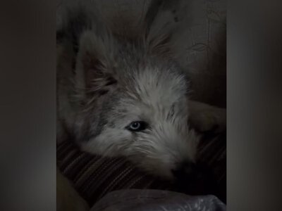 Жителька Харківщини повідомила про вбивство її собаки сусідами. Поліція розслідує обставини