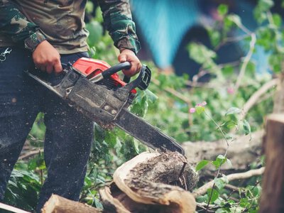 Як законно видалити дерева на сільгоспземлі: інструкція