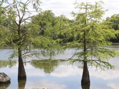 Німеччина очищує водойми нанобульбашками, Україна – хлорелою: які результати вже є